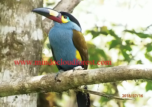 mindo birding tours